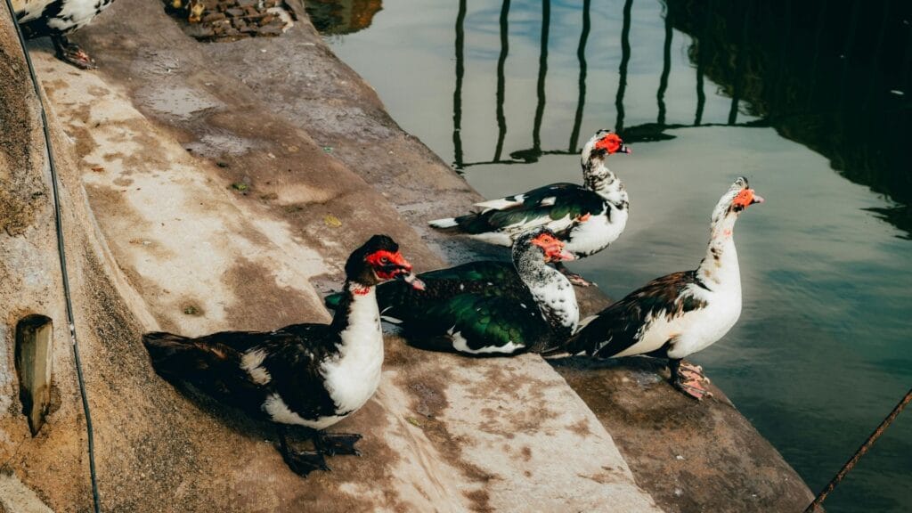 Close-up of four Muscovy ducks (Patos Criollos) resting on the concrete bank beside the still waters of the Guatape reservoir.