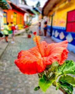 Close-up of a vibrant red hibiscus flower with a blurred background showing the colorful Zócalo architecture of a Guatapé cobblestone street.